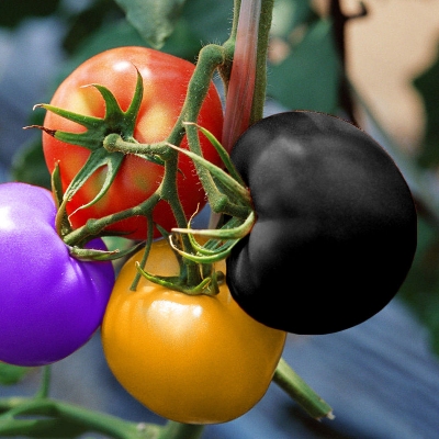 Picture of Organic Mixed Colour Rainbow Tomato Bonsai Seeds - 20+ Pcs SeedS