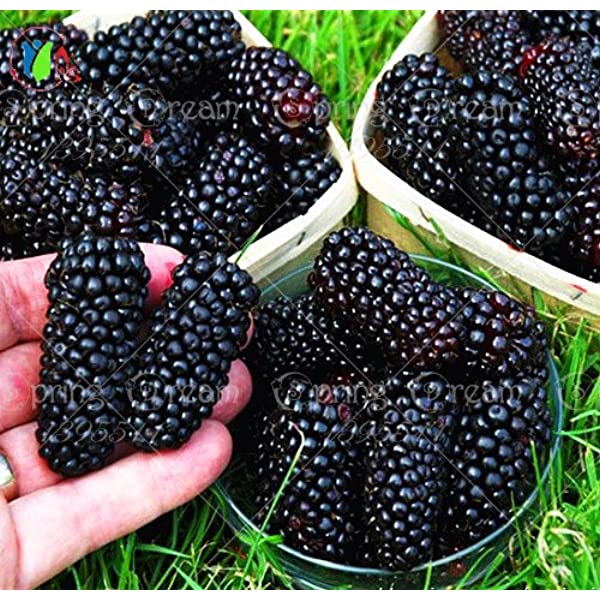 Picture of Rare 20 Pcs Black Mulberry Seeds - 20 Pcs SeedS