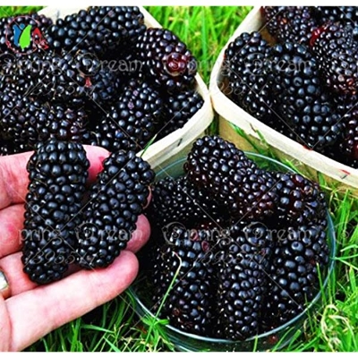 Picture of Rare 20 Pcs Black Mulberry Seeds - 20 Pcs SeedS