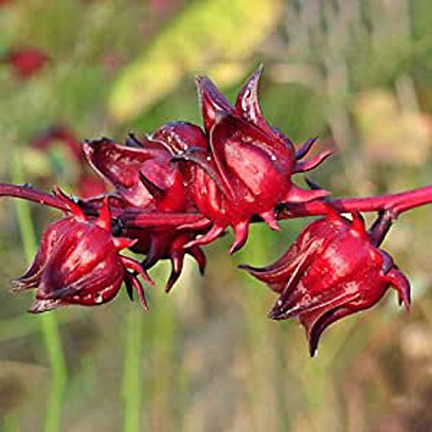 Picture of Roselle Chinese Herb Plant SeedS - 15 Pcs SeedS (Global Seeds)