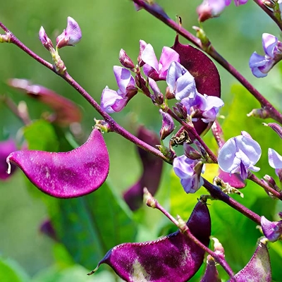 Picture of 10 Pcs Natural Bean Seeds