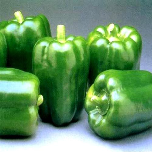 Picture of 10 PcS All Season Green Capsicum SeedS