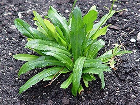 Picture of 50 pcs Garden/tob Bilati Coriander seedS