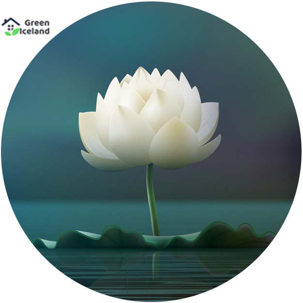 Picture of  Thai All Season White Lotus Flower / Water Lily SeedS - 5 Pcs SeedS*