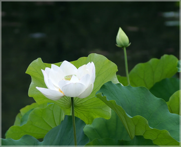 Picture of  Thai All Season White Lotus Flower / Water Lily SeedS - 5 Pcs SeedS*