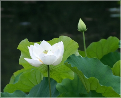 Picture of  Thai All Season White Lotus Flower / Water Lily SeedS - 5 Pcs SeedS*