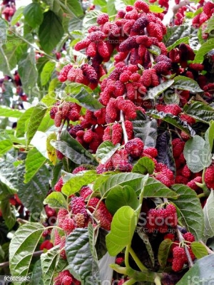 Picture of Turkey Long Red Mulberry Seeds - 30 Pcs Seeds (Global Seeds)