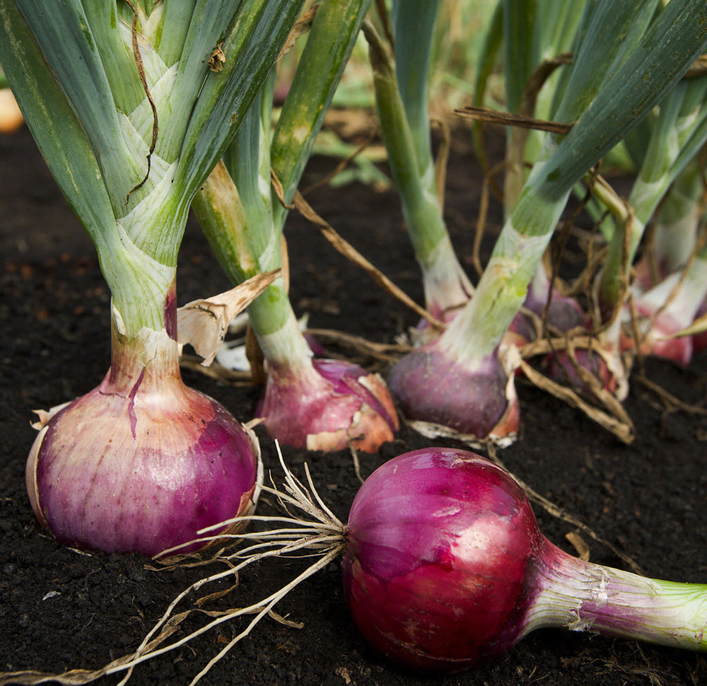 Picture of Red Onion Seeds Roof plant - 100 Pcs seedS