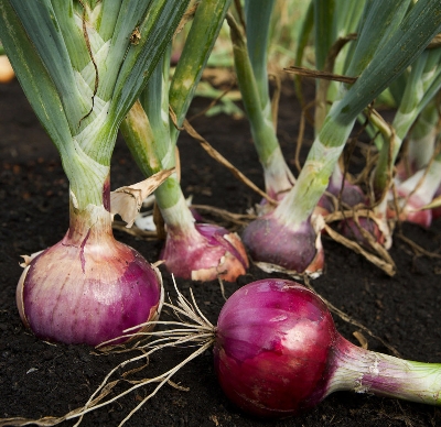 Picture of Red Onion Seeds Roof plant - 100 Pcs seedS