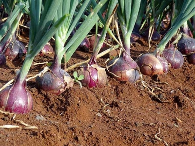 Picture of Red Onion Seeds Roof plant - 100 Pcs seedS