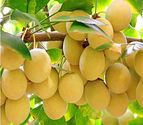 Picture of Strong Adaptability Ginkgo Biloba Bonsai 5pcs,Unique Species Of Maidenhair Tree Bonsai,sprouting Fruit Tree- 5Pcs seedS