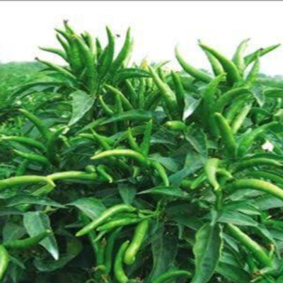 Picture of 35 Pcs Spicy Green Chili SeedS  (INTACT PACKET)