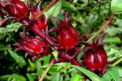 Picture of All Season Roselle Chinese Herb Plant Seeds - 10 Pcs SeedS