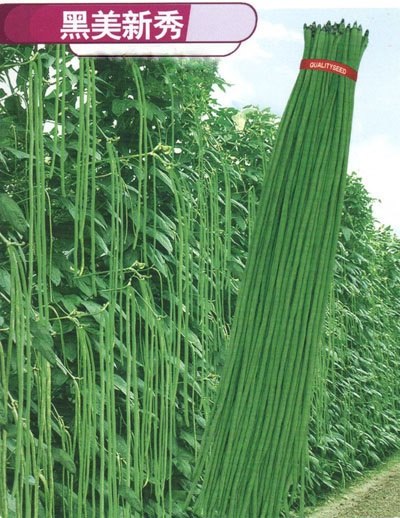 Picture of String Beans (Borboti) Seeds - 15 PcS