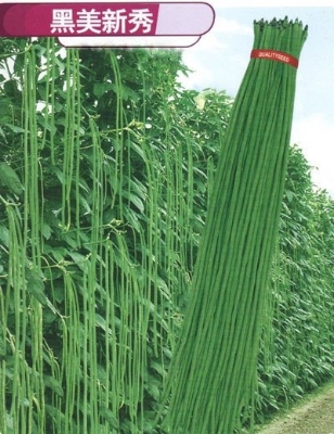 Picture of String Beans (Borboti) Seeds - 15 PcS