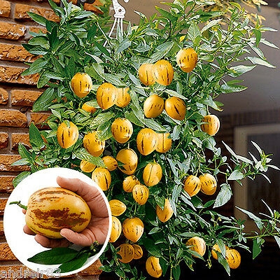 Picture of 10 Pcs Natural Delicious Mini Sweet Melon SeedS