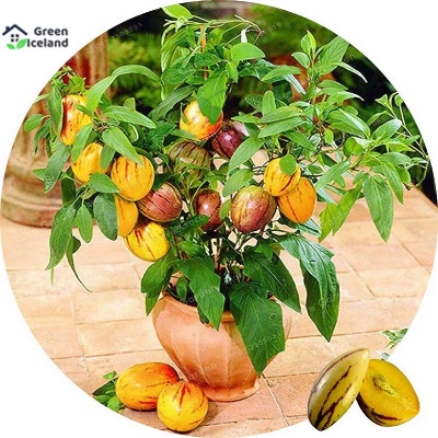 Picture of 10 Pcs Natural Delicious Mini Sweet Melon SeedS