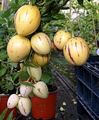 Picture of 10 Pcs Natural Delicious Mini Sweet Melon SeedS