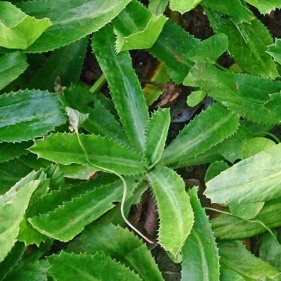 Picture of Garden/Tob Bilati Coriander - 50 PieceS