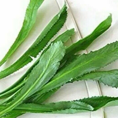 Picture of Garden/Tob Bilati Coriander - 50 PieceS