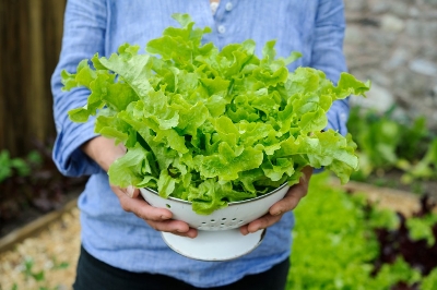 Picture of Lettuse Seed - 25 pcS