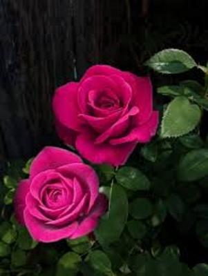 Picture of Global Pink Roses Flower SeedS - 20 Pcs SeedS