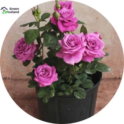 Picture of Global Pink Roses Flower SeedS - 20 Pcs SeedS
