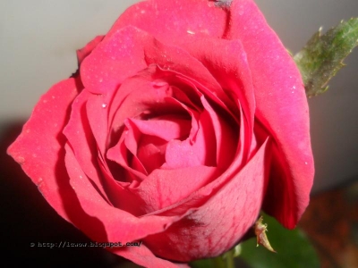 Picture of Global Pink Roses Flower SeedS - 20 Pcs SeedS