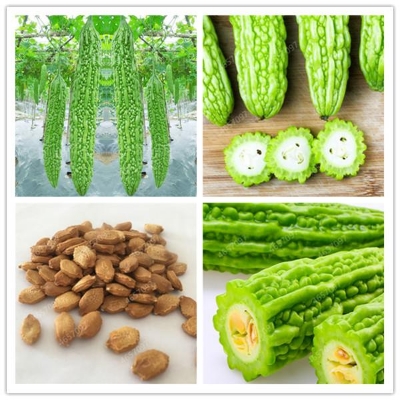 Picture of Gold Bell Bonsai Rare Balsam Pear Plant Bitter Gourd Melon Momordica Charantia Vegetable And Fruit For Home Garden- 10Pcs seedS