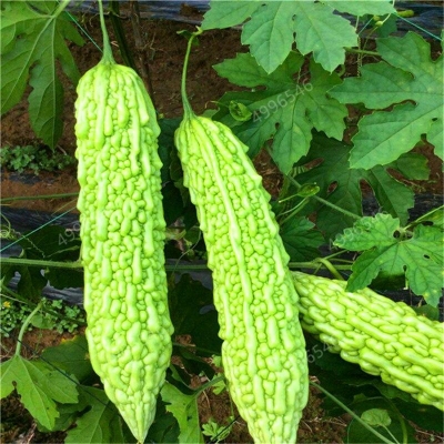 Picture of Gold Bell Bonsai Rare Balsam Pear Plant Bitter Gourd Melon Momordica Charantia Vegetable And Fruit For Home Garden- 10Pcs seedS