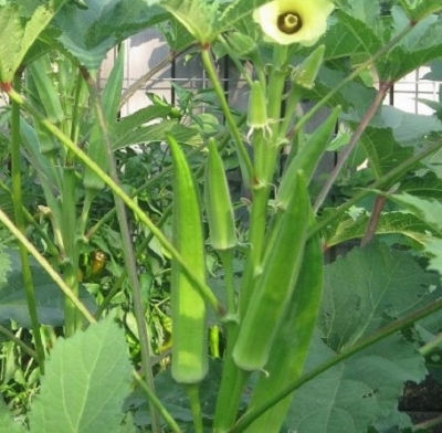 Picture of Natural Ladies Finger/Orka Seeds  - 10 Pcs SeedS