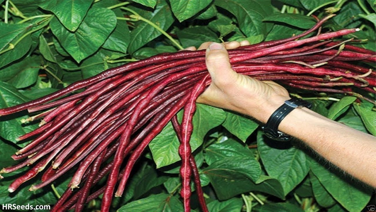 Picture of Real Summer Sementes Terrace Vegetable Red Long Bean Vine Codone Vigna Beans Vegetables 10PcS Bonsai