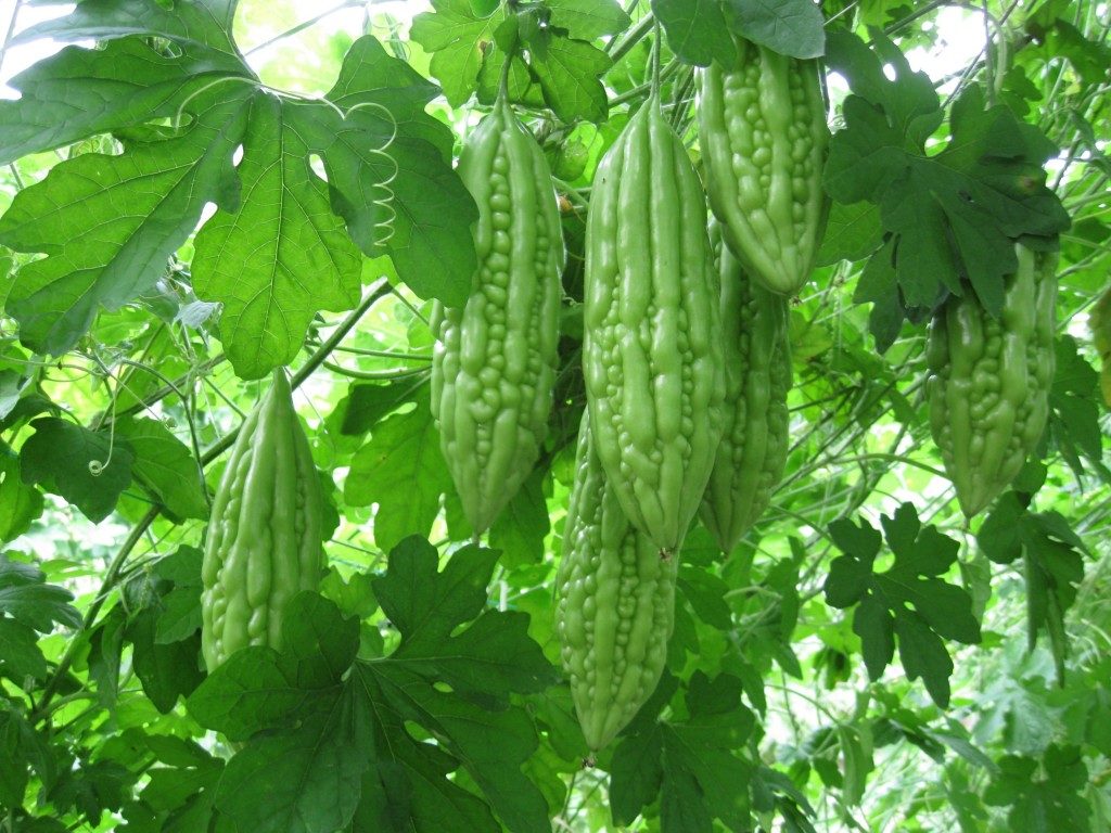 Picture of Balsom Pear Seeds bangladeshi - 10 pieces seedS