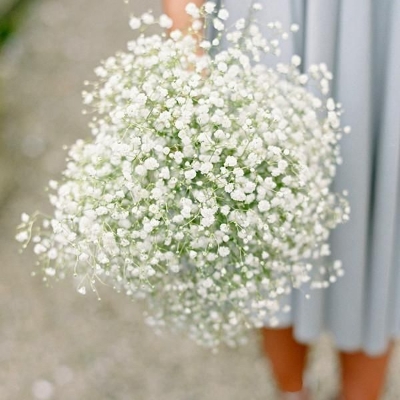 Picture of Gypsy Flower Seed 100pcS
