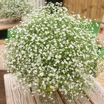 Picture of Gypsy Flower Seed 100pcS
