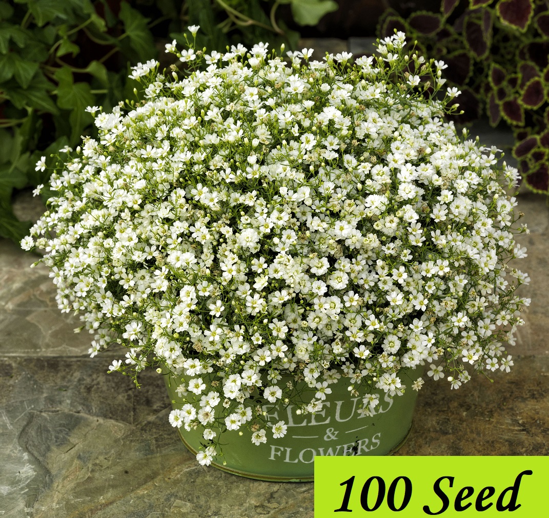 Picture of Gypsy Flower Seed 100pcS