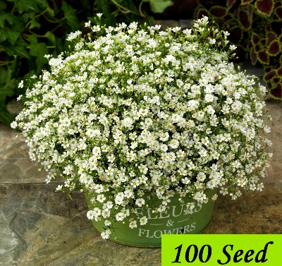 Picture of Gypsy Flower Seed 100pcS