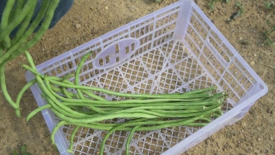 Picture of All Season Long Bean SeedS  - 15 Pcs SeedS