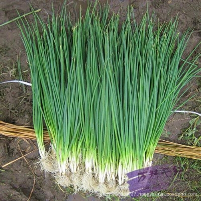 Picture of Four Seasons Chive seedS- 70 pcs seedS