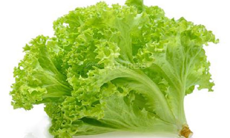 Picture of 100 Pcs Lettuse Grand Rapid SeedS 