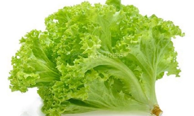 Picture of 100 Pcs Lettuse Grand Rapid SeedS 