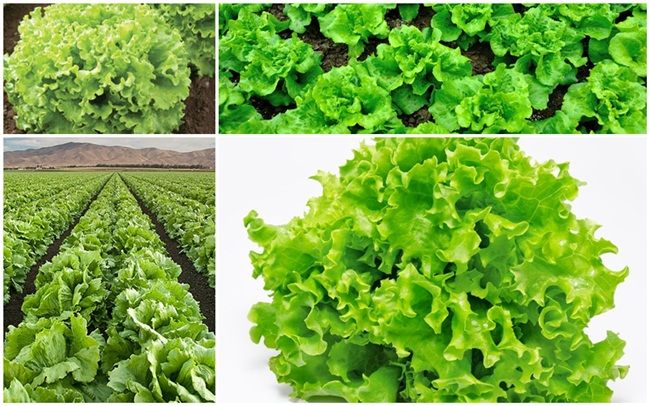Picture of 100 Pcs Lettuse Grand Rapid SeedS 