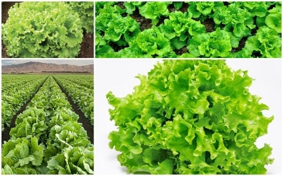 Picture of 100 Pcs Lettuse Grand Rapid SeedS 