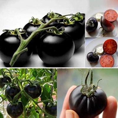 Picture of Organic Black Cherry Tomato SeedS - 30 Pcs SeedS