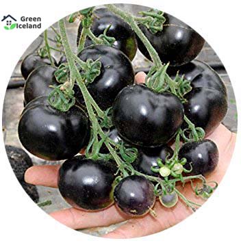Picture of Organic Black Cherry Tomato SeedS - 30 Pcs SeedS