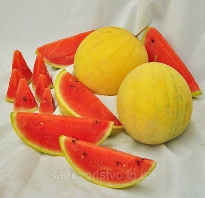 Picture of 10 Pcs Small Yellow watermelon Bonsai SeedS