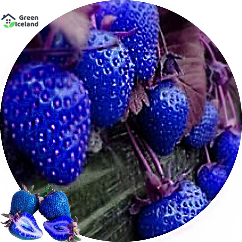 Picture of Gaint Blue strawberry Seeds  - 25 Pcs SeedS