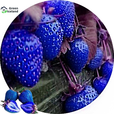 Picture of Gaint Blue strawberry Seeds  - 25 Pcs SeedS