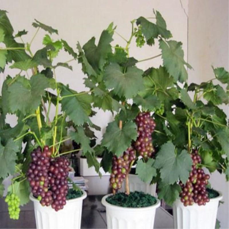 Picture of 15 Pcs Miniature Grape SeedS - 15 Pcs Seeds (Imported Global Seeds)