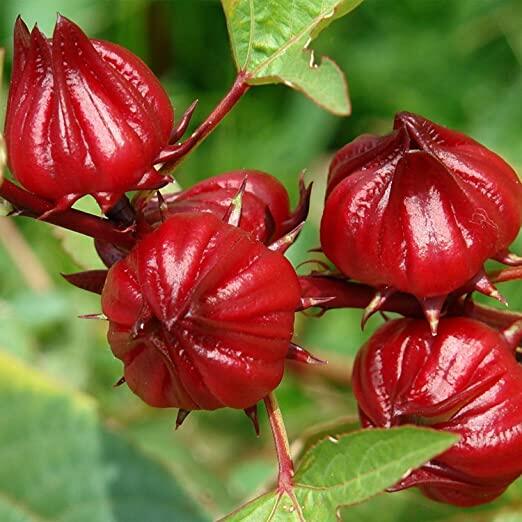 Picture of 10 Pcs Organic Roselle Chinese Herb Plant SeedS